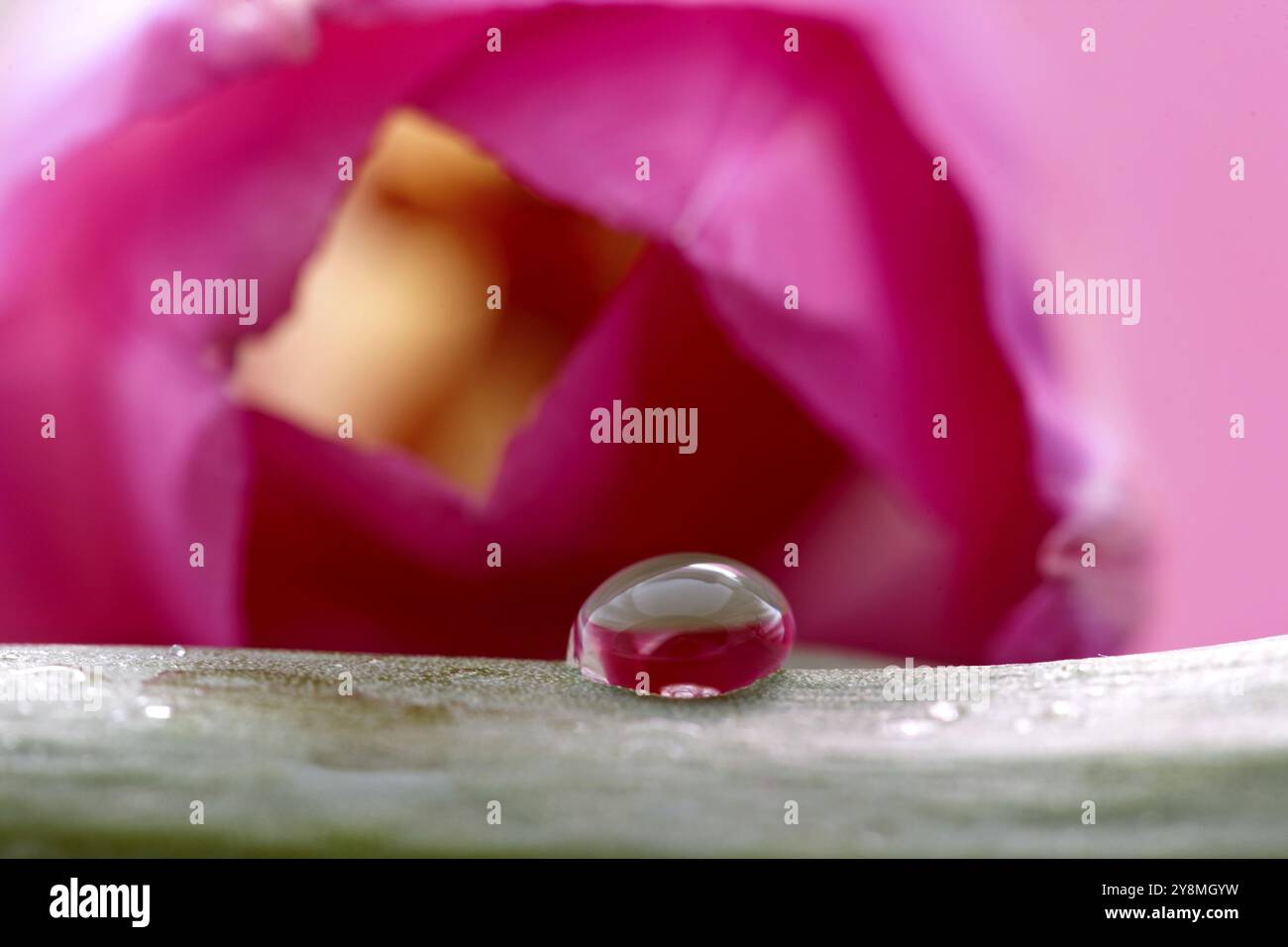 Pink Tulip Macro Close-up studio luce naturale scende Foto Stock