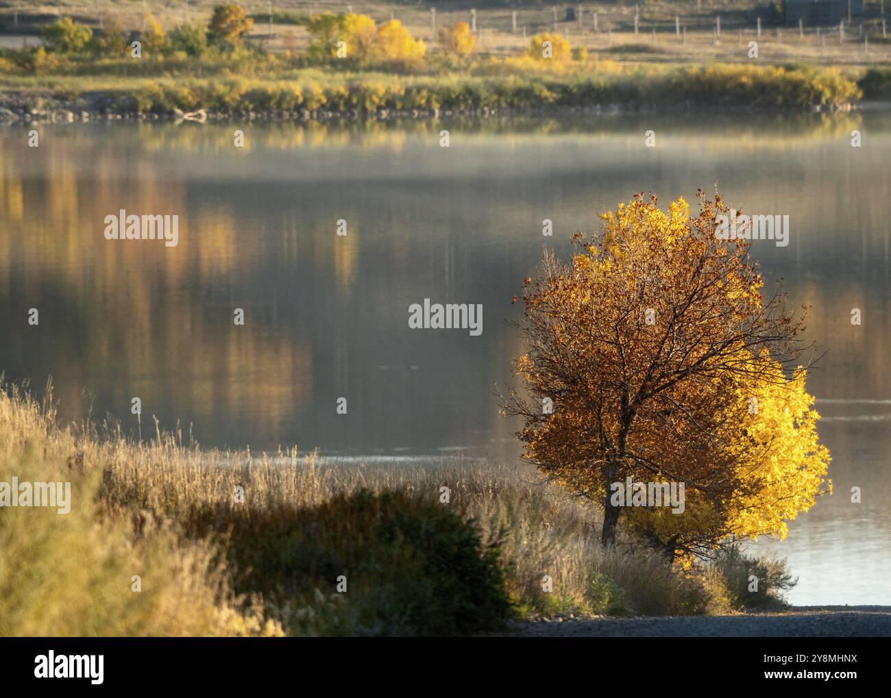 Colori dell'arancio del fogliame autunnale nelle praterie canadesi Foto Stock