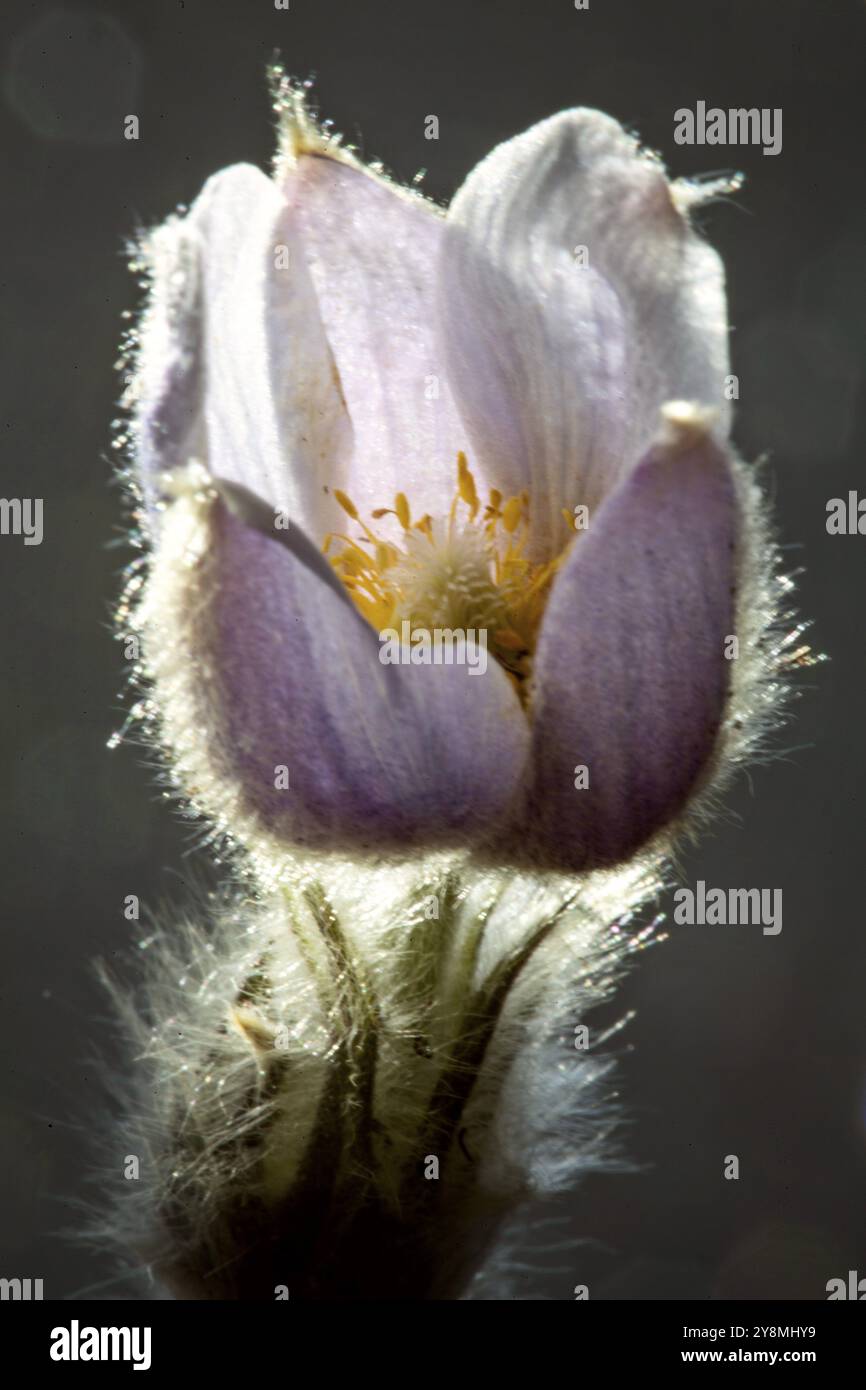 Primavera Crocus luce bordo luminoso viola bellezza Foto Stock