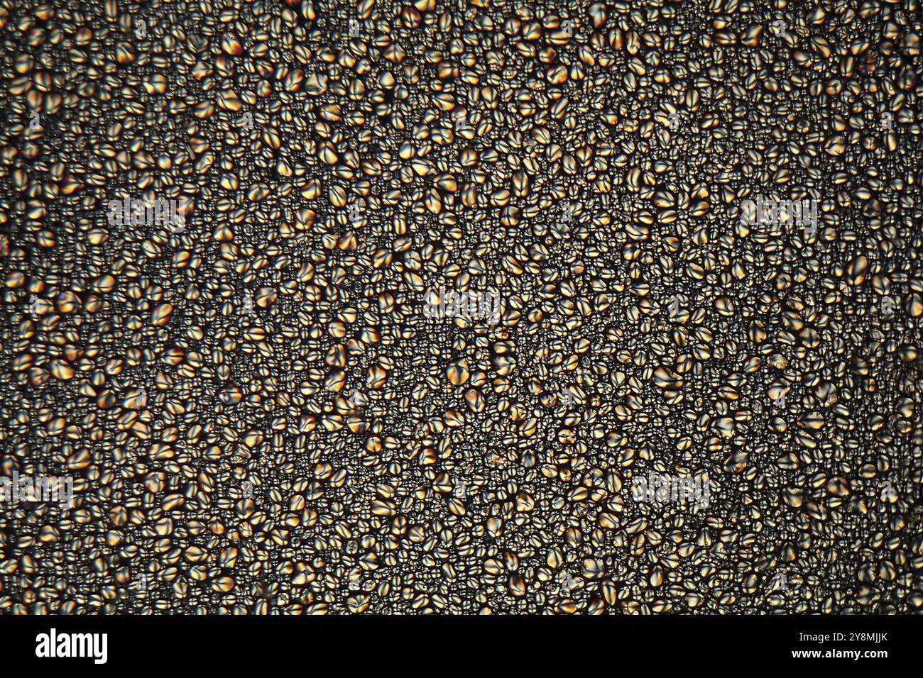 Fecola di patate sotto il microscopio e in luce polarizzata Foto Stock