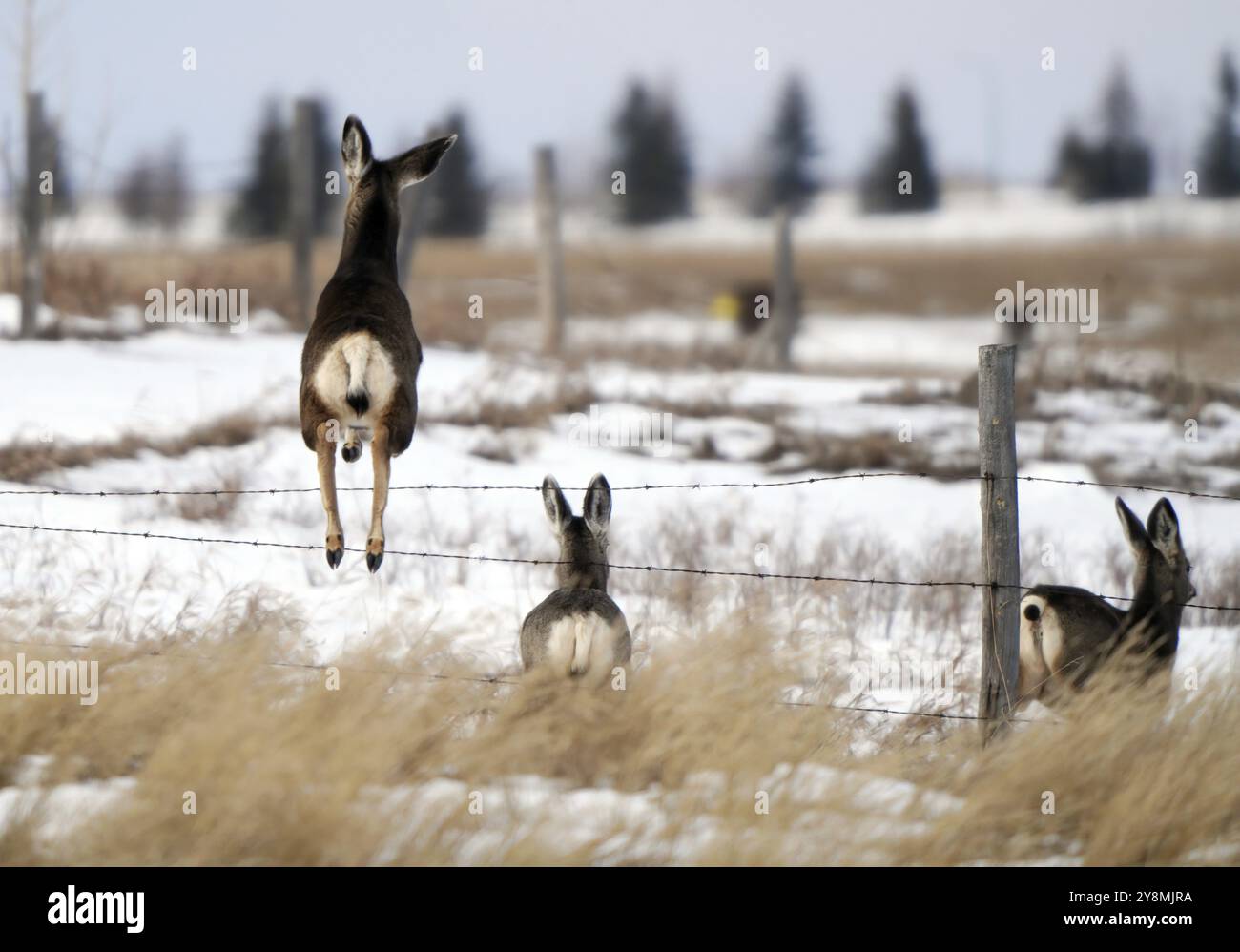 Cervi in inverno in Saskatchewan Canada scena rurale Foto Stock