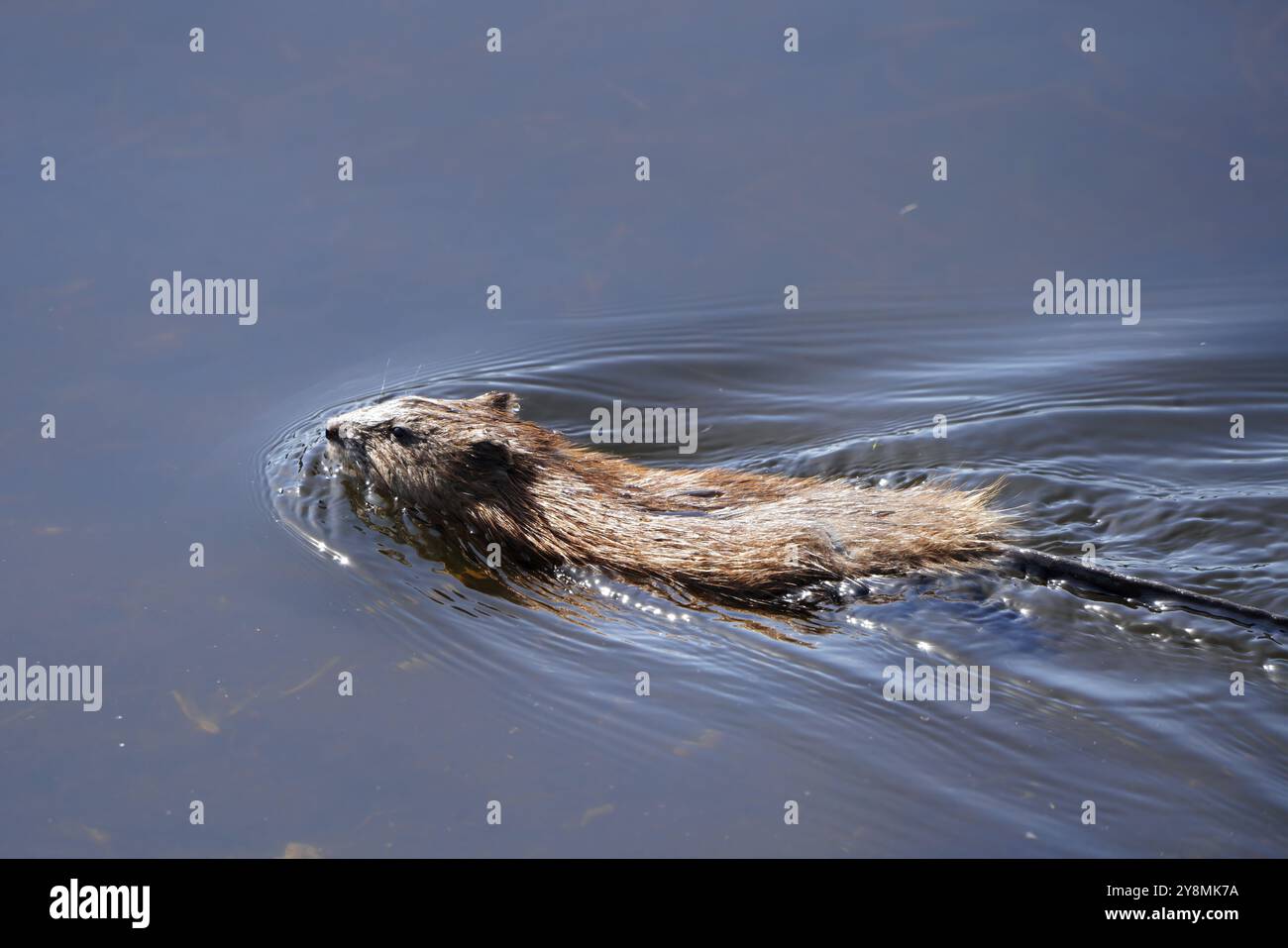 Muskrat Nuoto Canada in un Pond Prairie Saskatchewan Foto Stock