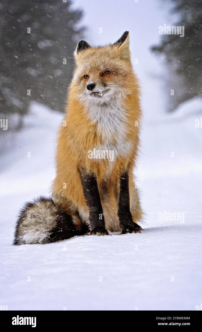 Fox Northern Saskatchewan neve strada rurale panoramica Foto Stock