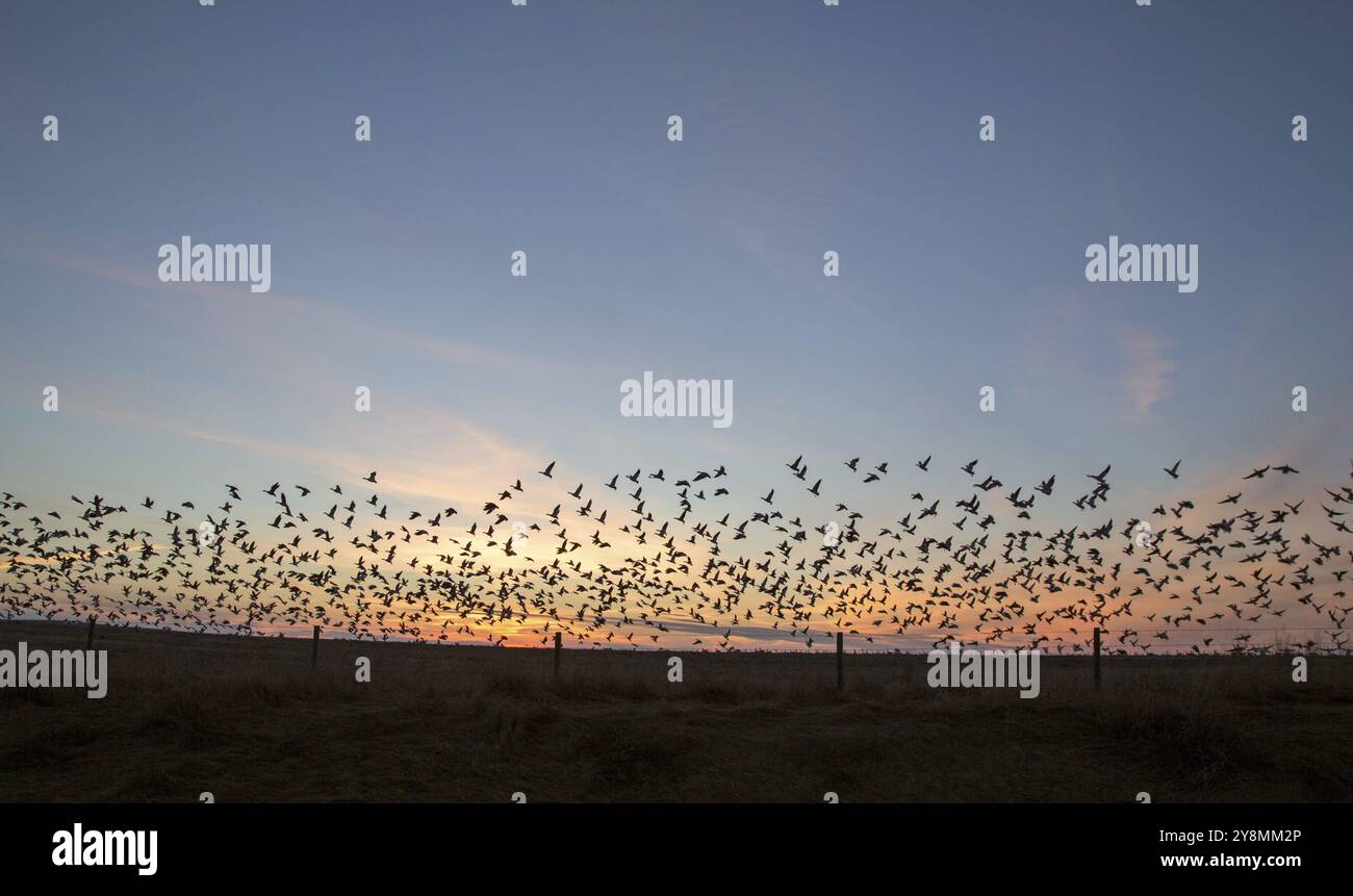 Le oche delle nevi al tramonto in volo in Canada Foto Stock