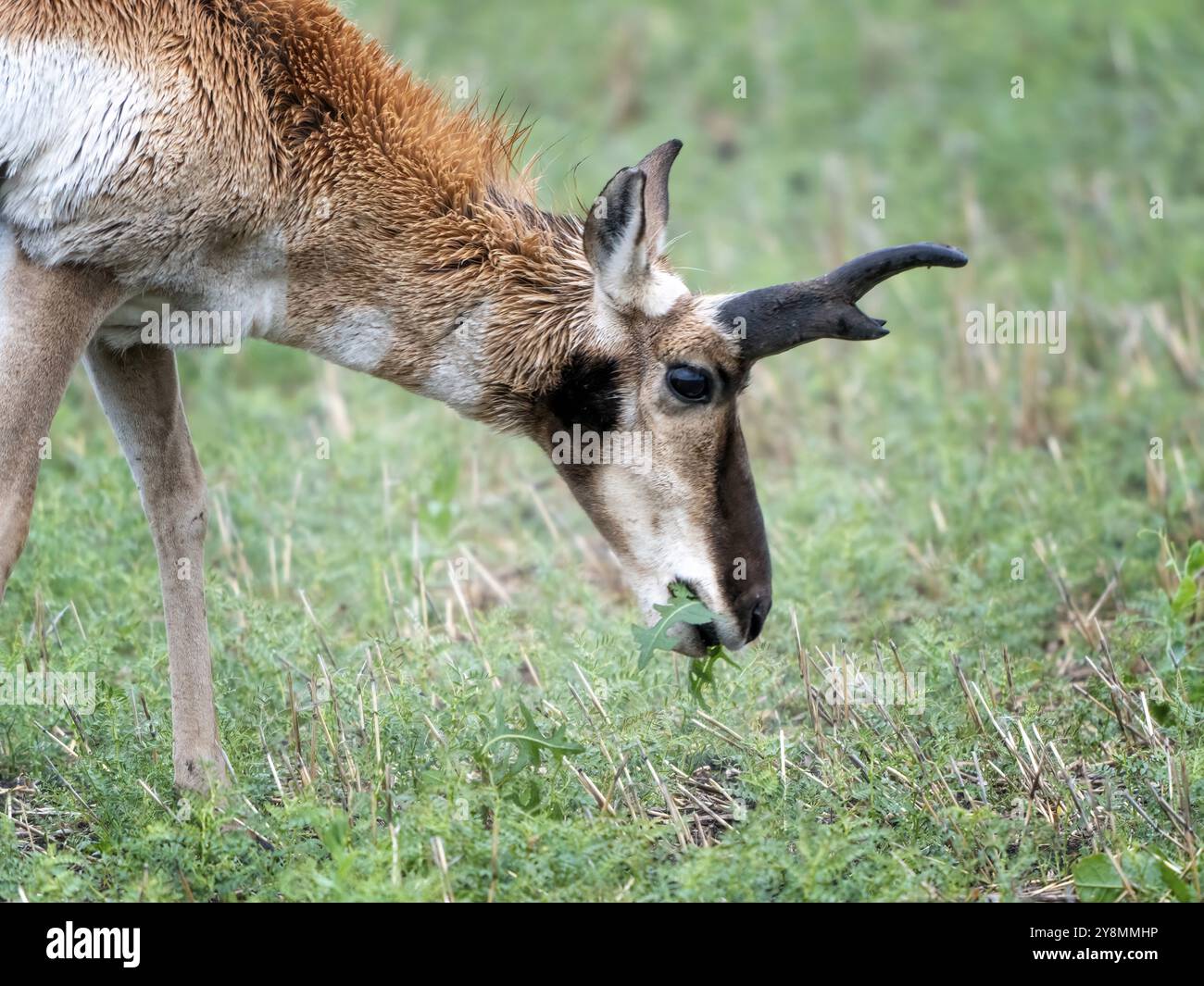 Pronghorn Antelope Prairies Saskatchewan Canada Wild Foto Stock