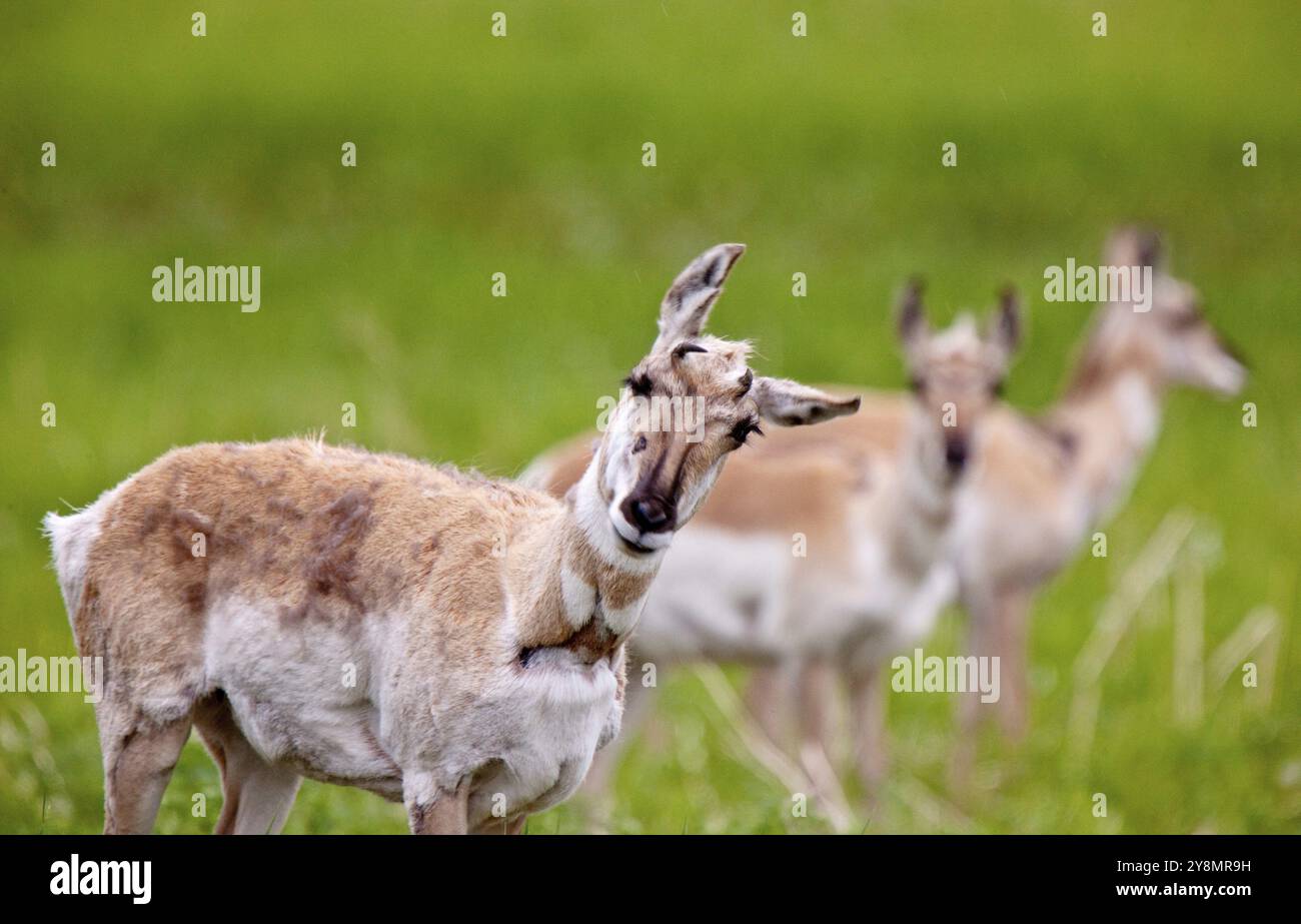 Pronghorn Antelope Saskatchewan Canada Prairie fauna selvatica in campo Foto Stock