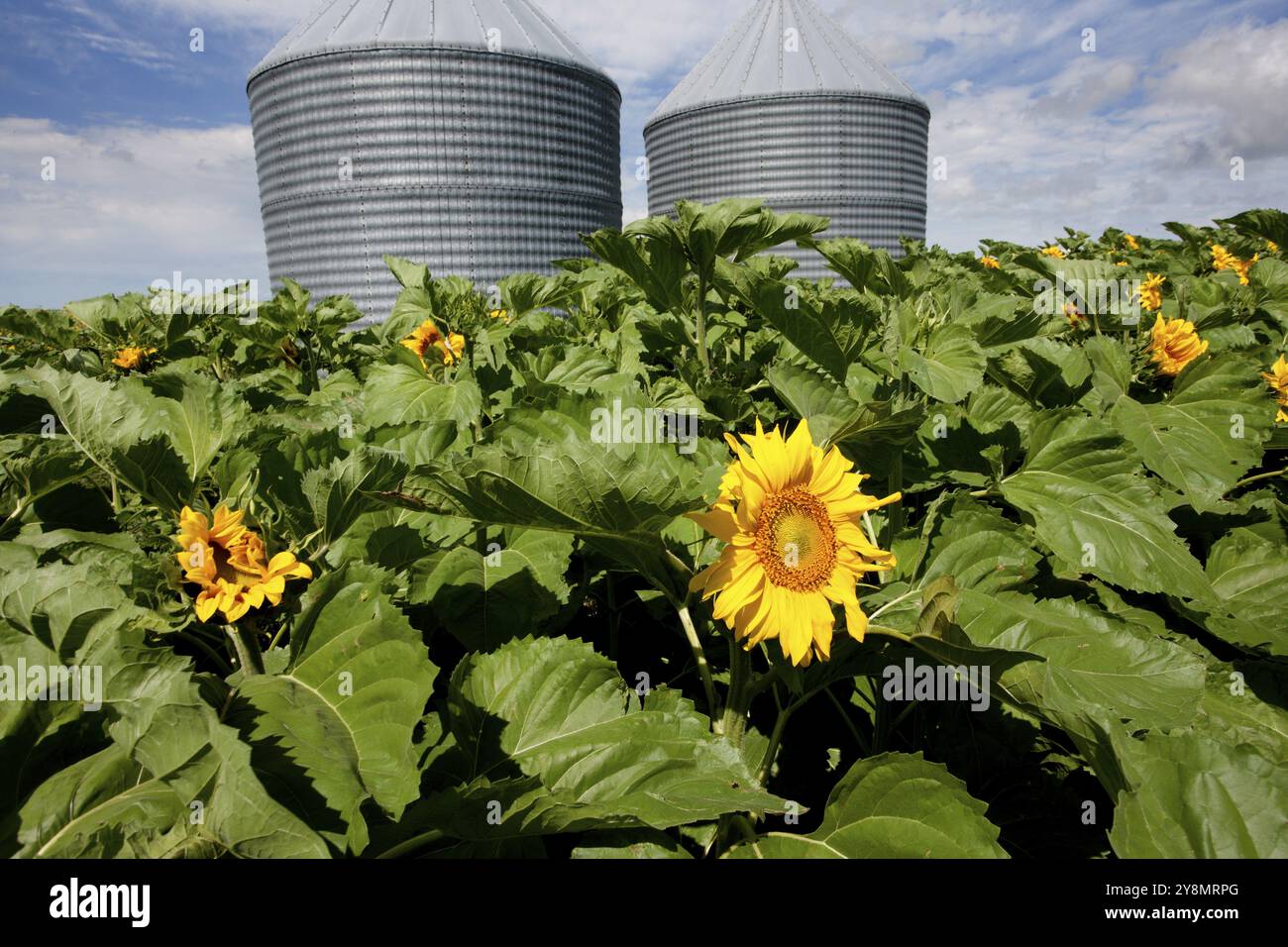 Campo di girasole Manitoba fiore giallo blu cielo Foto Stock