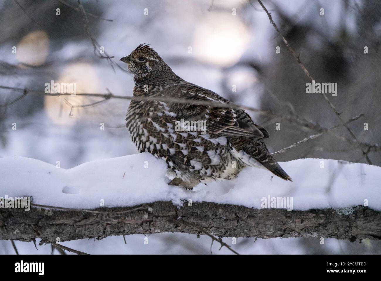 Abete rosso Grouse in un albero Saskatchewan Canada Inverno Foto Stock