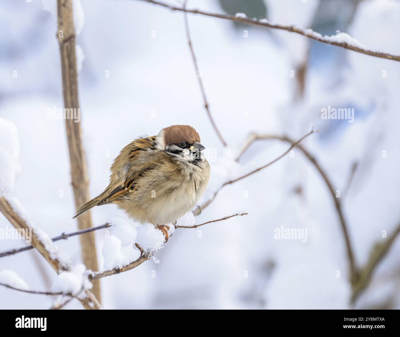 Primo piano di un passero seduto su un cespuglio innevato Foto Stock