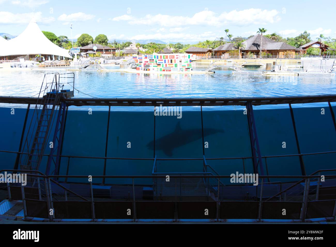 Balena assassina in cattività a Marineland, Antibes, Francia Foto Stock