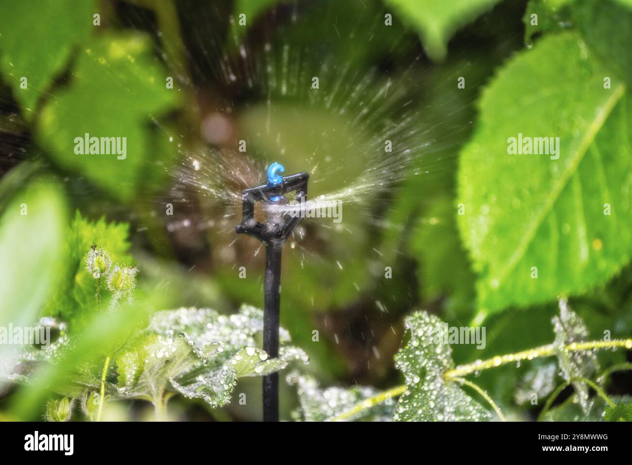 Impianti e giardino irrigazione con un sistema di irrigazione automatica Foto Stock