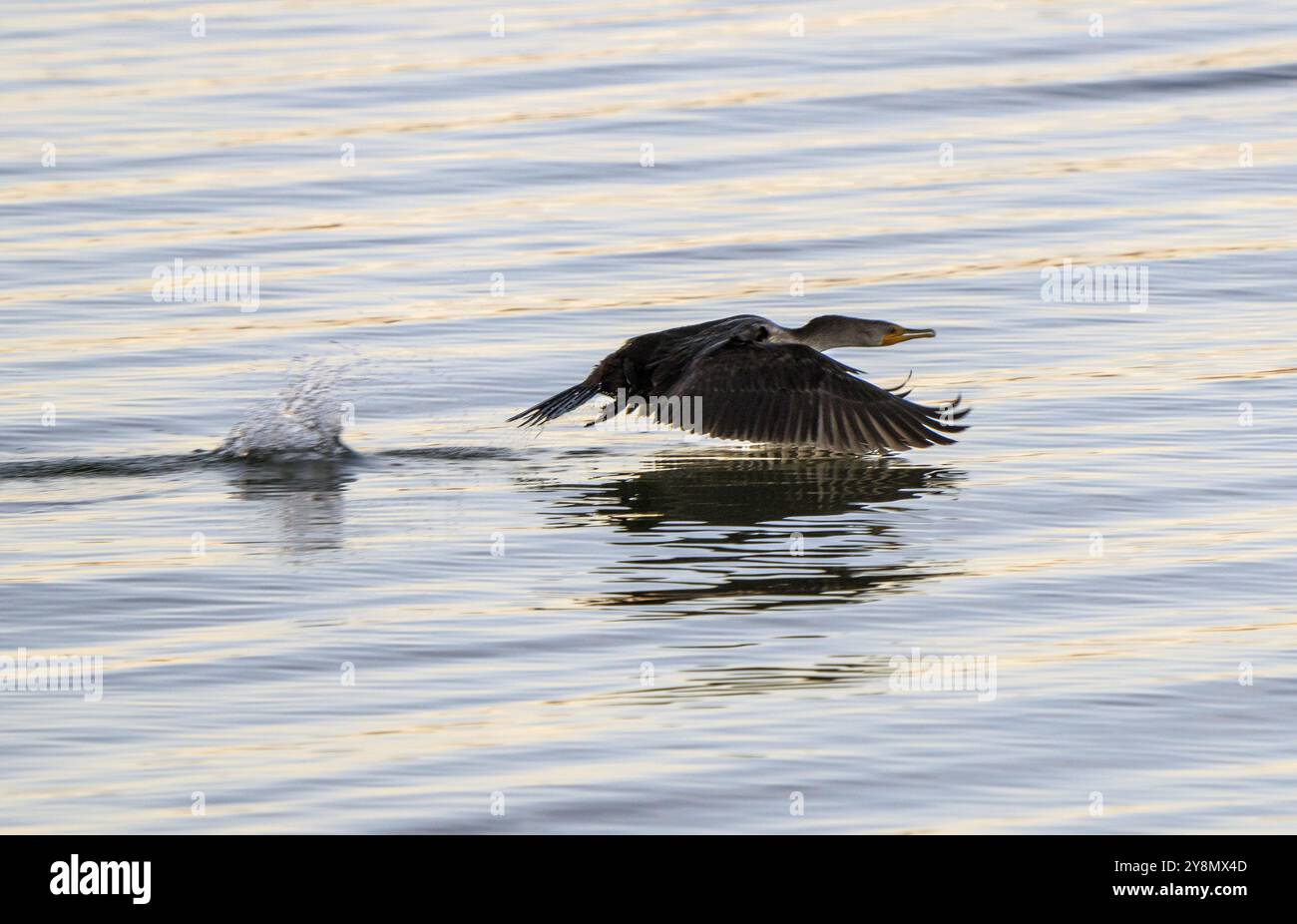 Cormorani al lago in Saskatchewan Canada prateria fauna selvatica Foto Stock