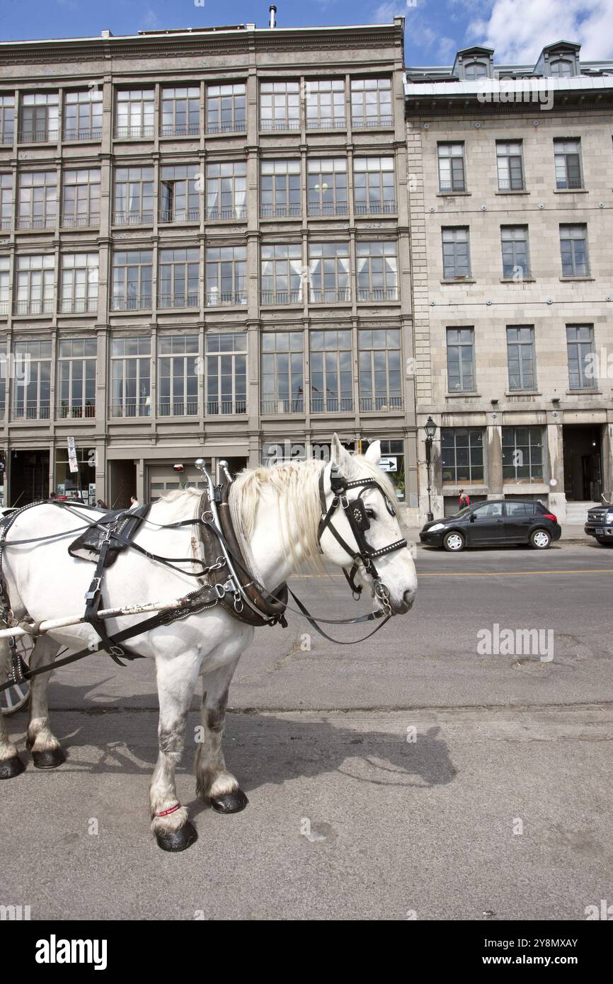 La vecchia Montreal Downtown architettura urbana waterfront Foto Stock
