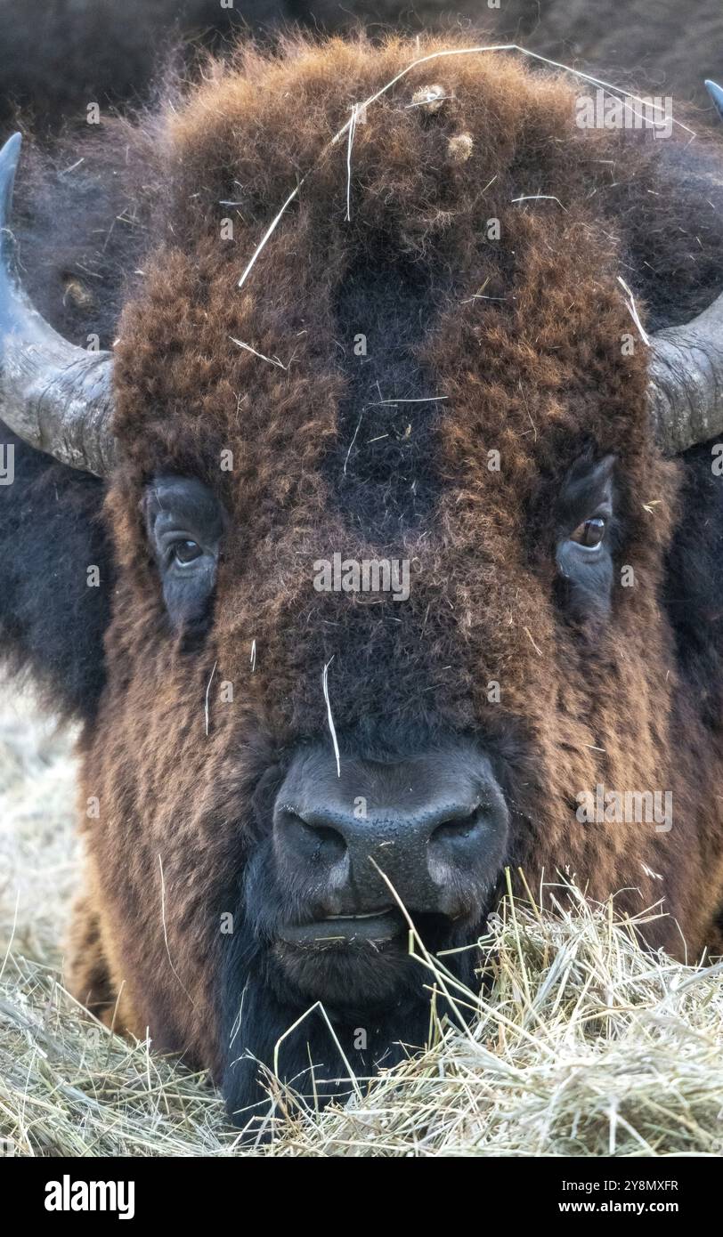 Primo piano Bison Buffalo a Saskatchewan, Canada Foto Stock