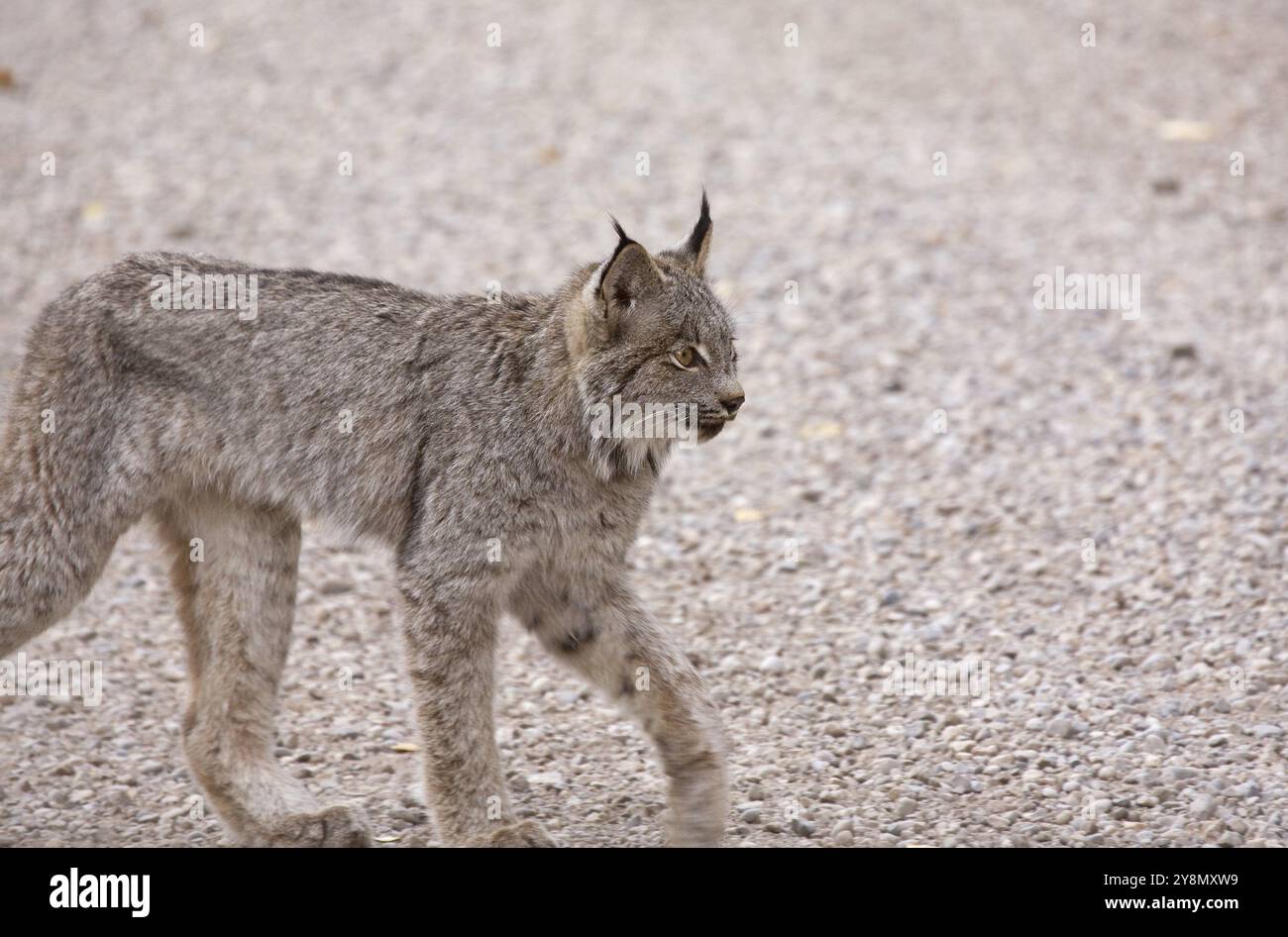 Rocky Mountain Lynx Alberta Canada Chiudi giovani Foto Stock