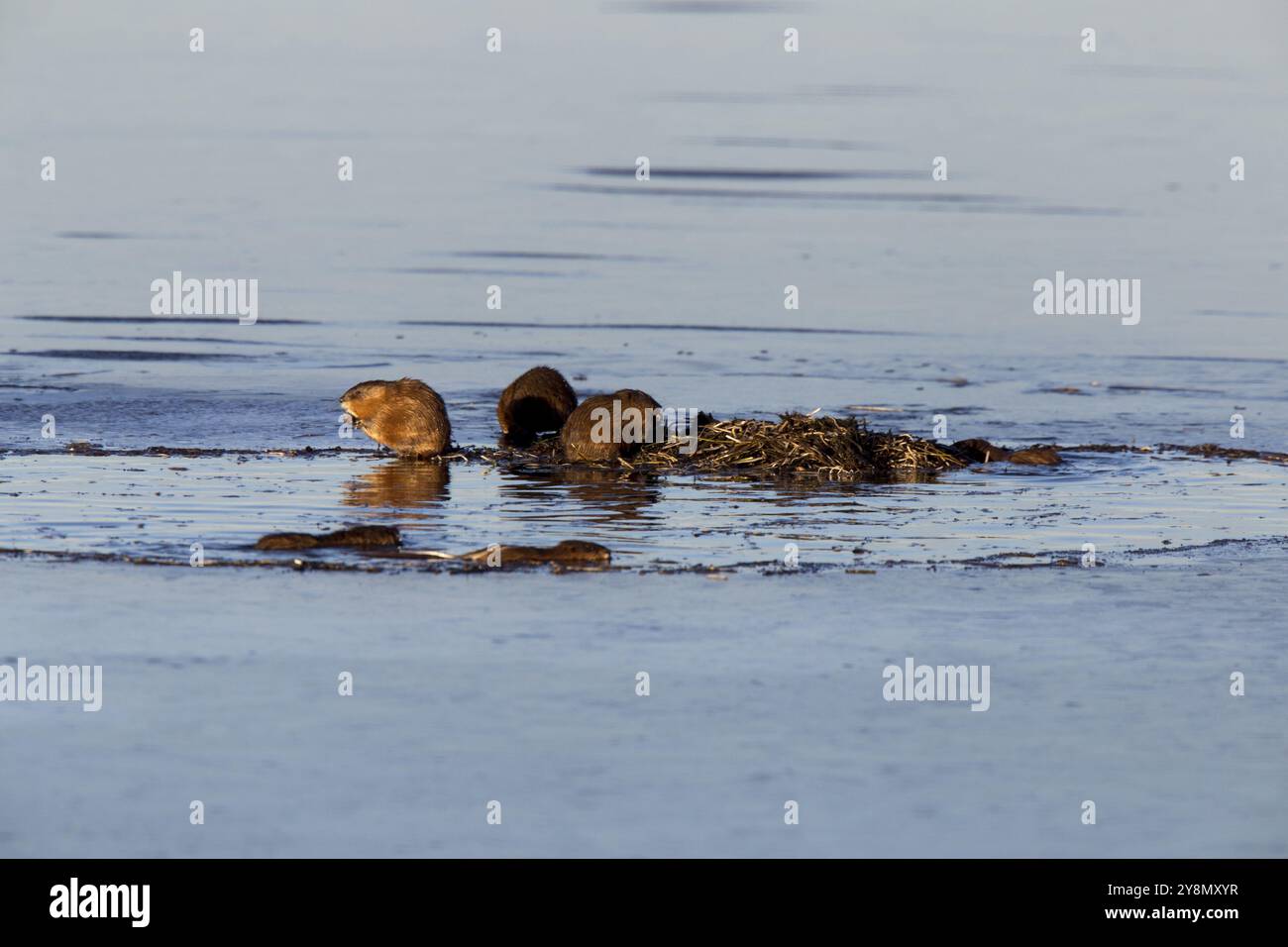 Muskrats al lavoro crepuscolo Prairies Canada Saskatchewan Foto Stock