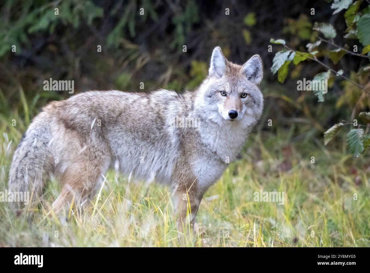 Wild Coyote Prairies Canada Saskatchewan a caccia Foto Stock