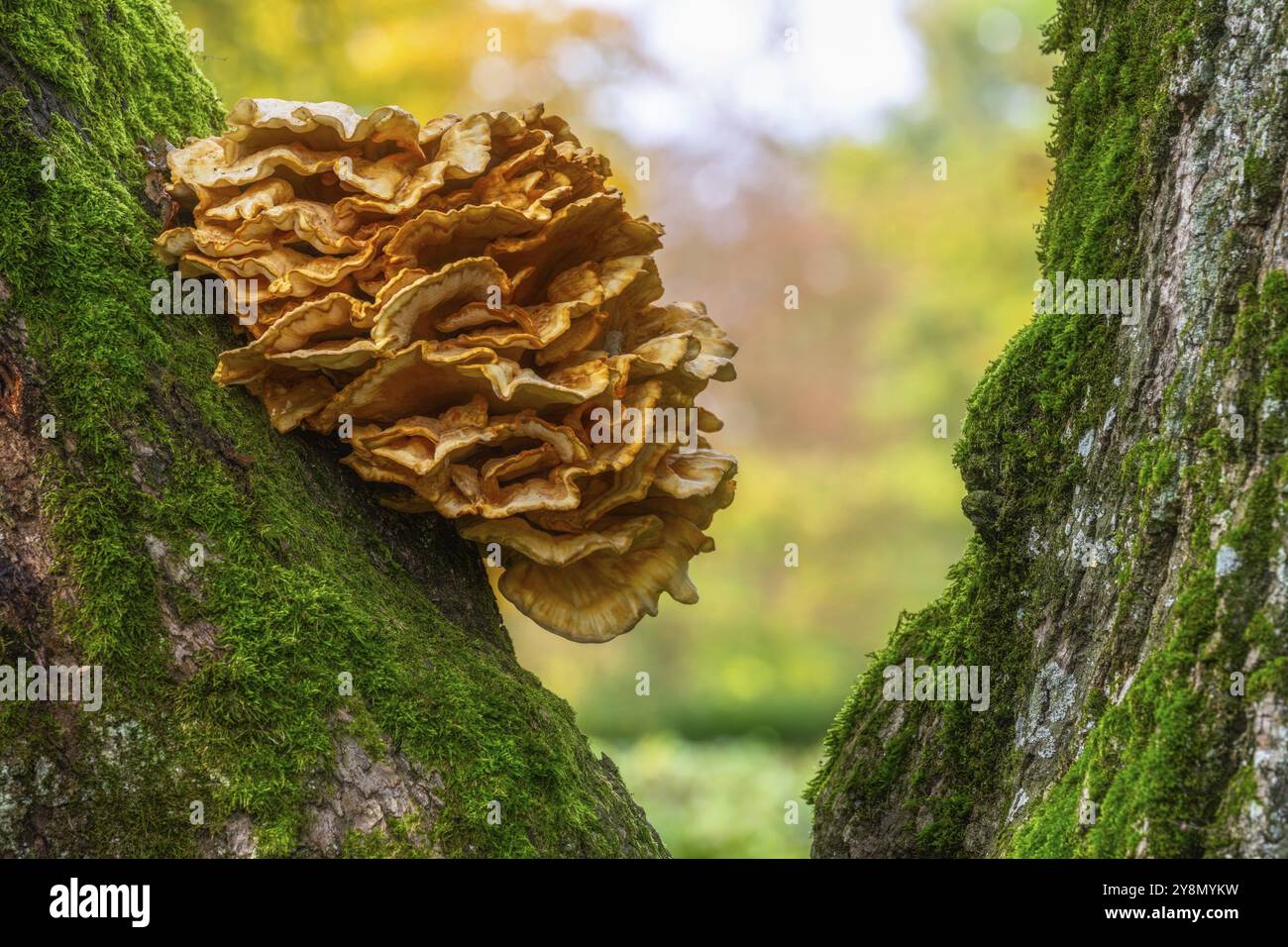 Primo piano di un fungo su un enorme albero di quercia Foto Stock