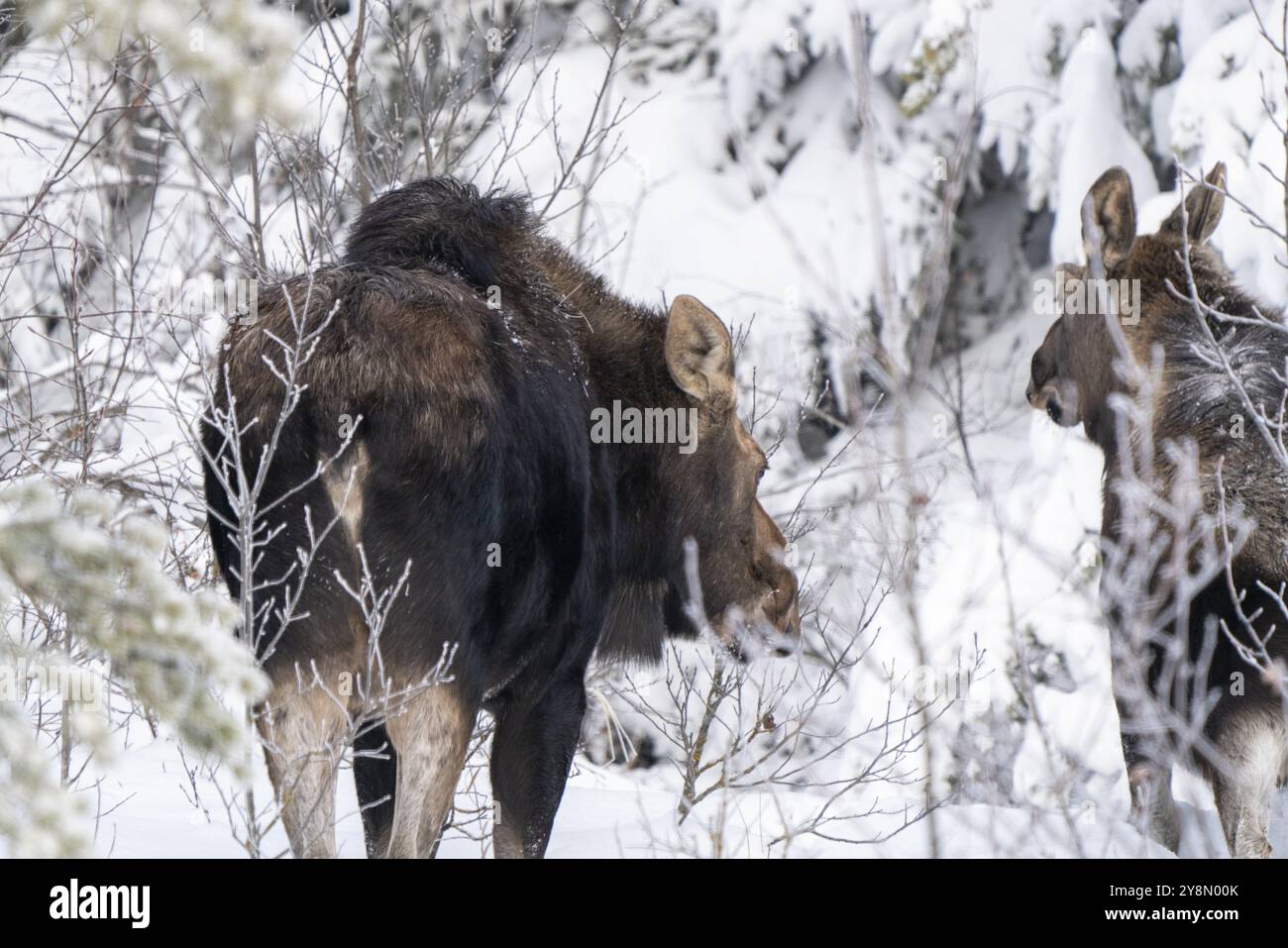 Moose nella neve in Riding Mountain Provincial Park Canada Foto Stock