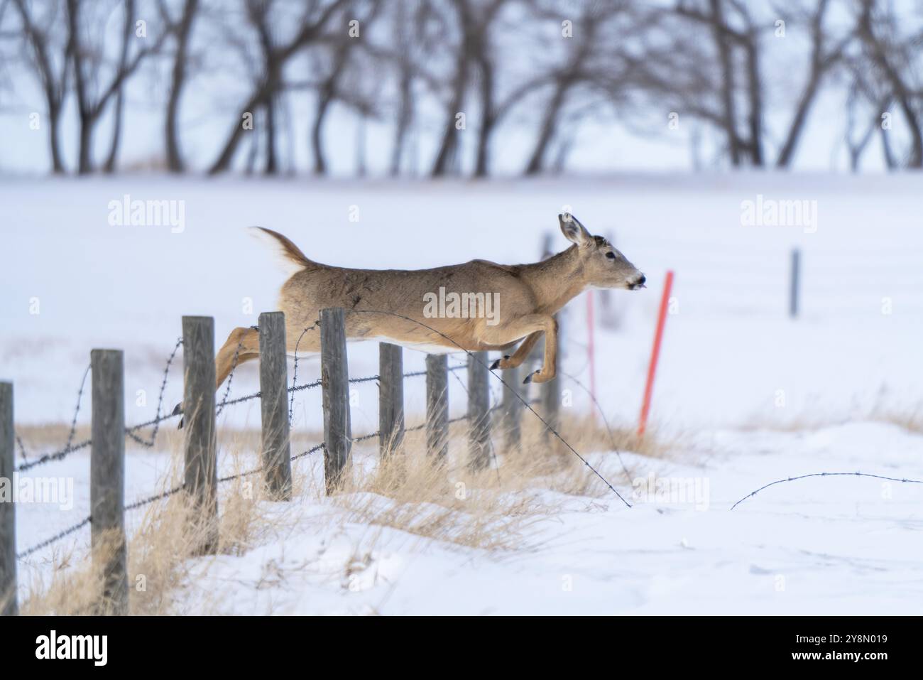 Prairie Deer Saskatchewan, Canada, paesaggio rurale Foto Stock