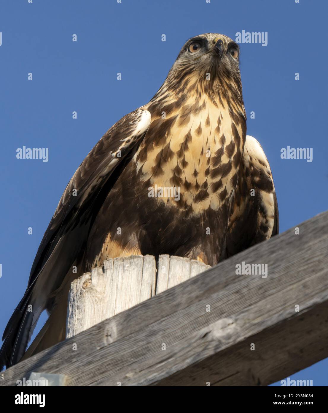 Rough Legged Hawk in inverno Saskatchewan Canada Foto Stock