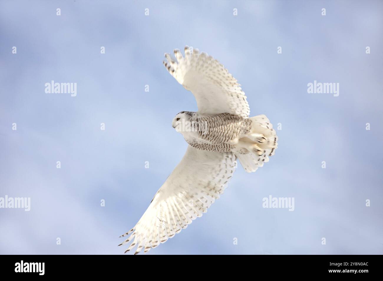 Civetta delle nevi in volo in Canada inverno Foto Stock