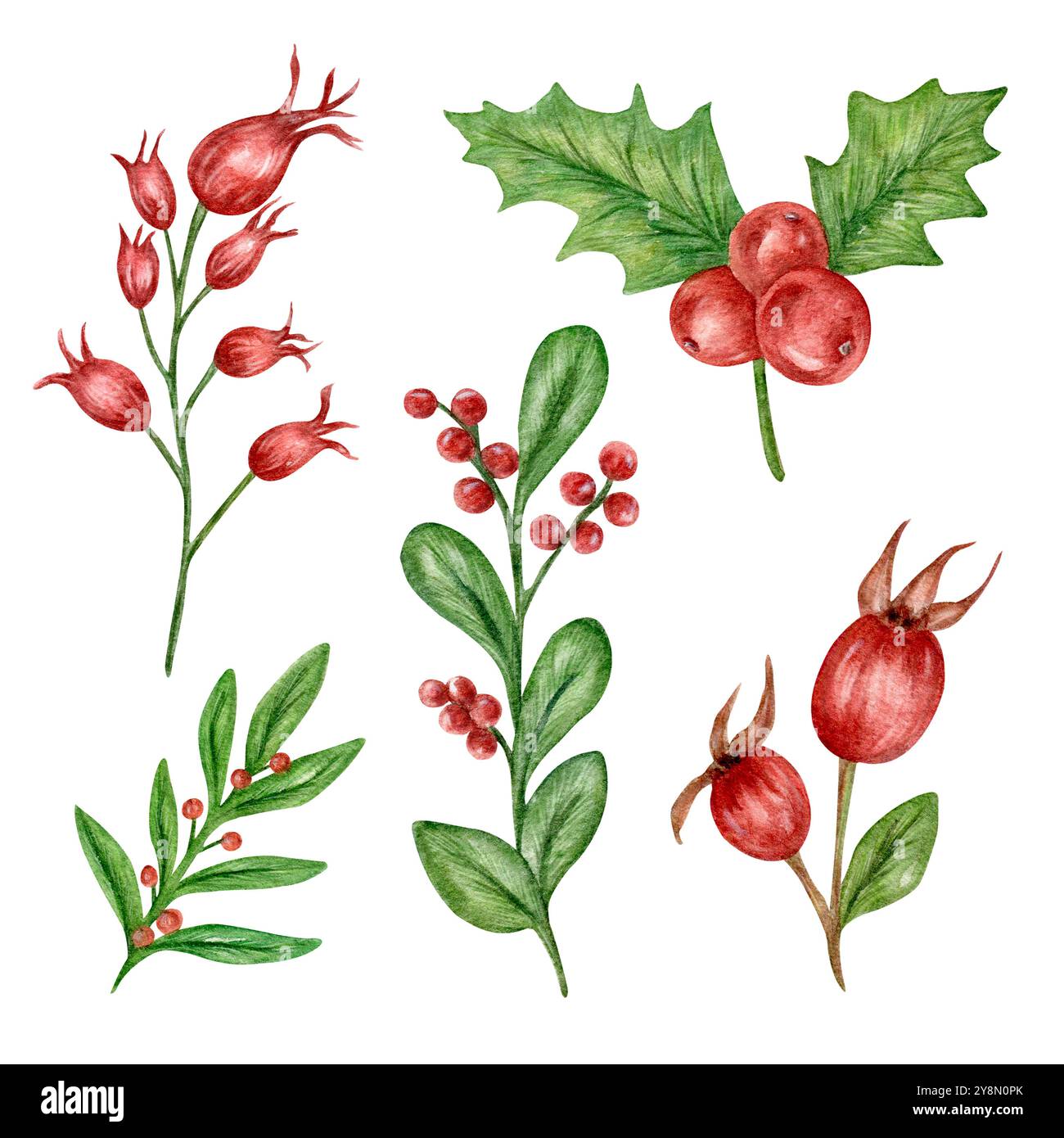 Set natalizio di composizioni di acquerelli di ramoscelli, bacche, agrifoglio, rosehip per bouquet. Bacche rosse, un set di elementi per biglietti e stampe natalizie Foto Stock