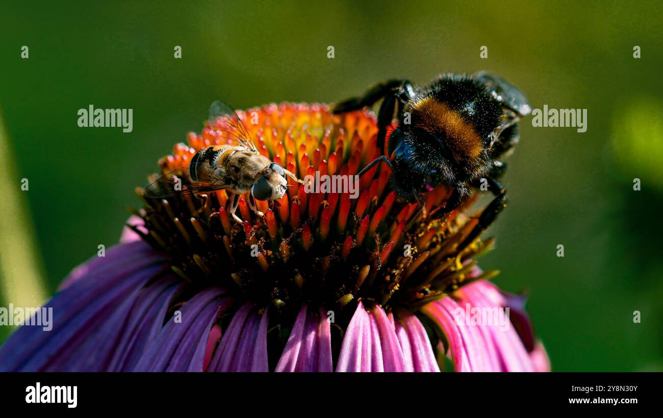 Primo piano di un fiore di Echinacea rosa sul quale un'ape miele e un bumblebee raccolgono il nettare di fiori Foto Stock