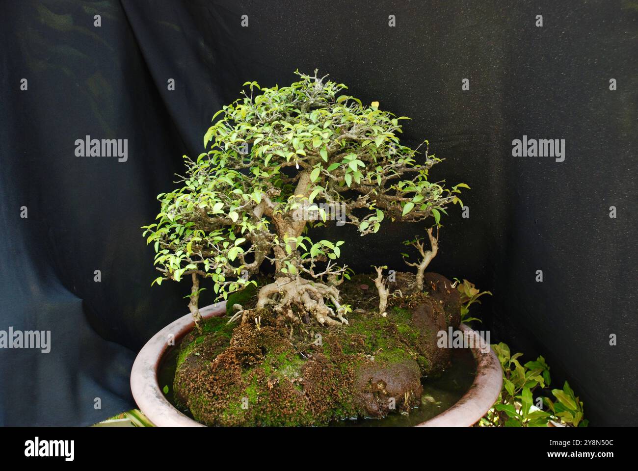 Piante bonsai su sfondo nero Foto Stock