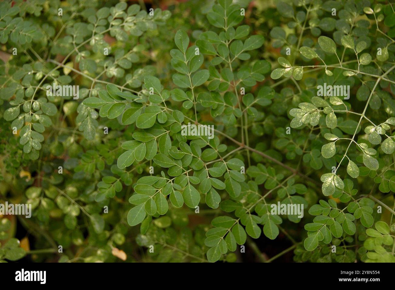 Moringa oleifera lascia lo sfondo. L'albero della moringa è coltivato principalmente in aree semiaride, tropicali e subtropicali Foto Stock