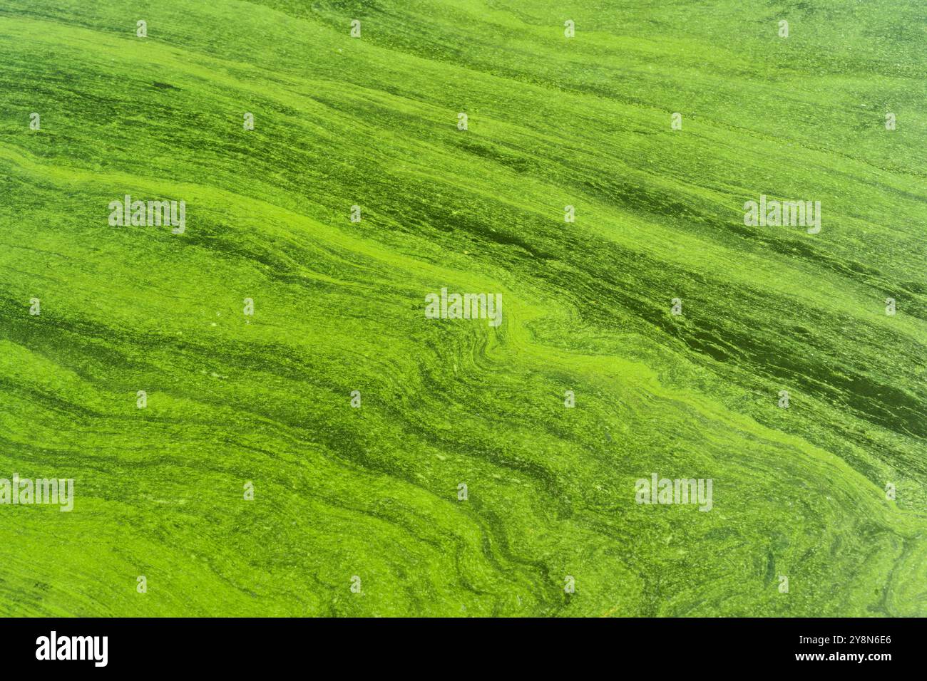 Vista dettagliata della crescita di alghe verdi sulla superficie dell'acqua, mostrando motivi e texture tipici degli ambienti acquatici. Foto Stock