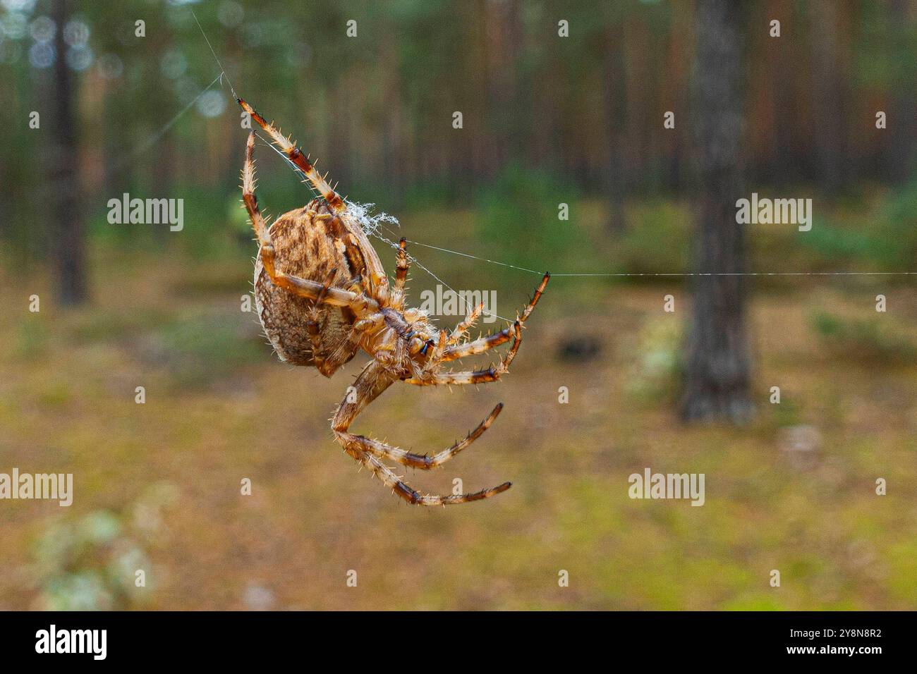 Eine Gartenkreuzspinne Araneus diadematus im Wald bei Baruth/Mark Landkreis Teltow-Fläming. *** Un giardino croce ragno Araneus diadematus nella foresta vicino a Baruth Mark Landkreis Teltow Fläming Foto Stock