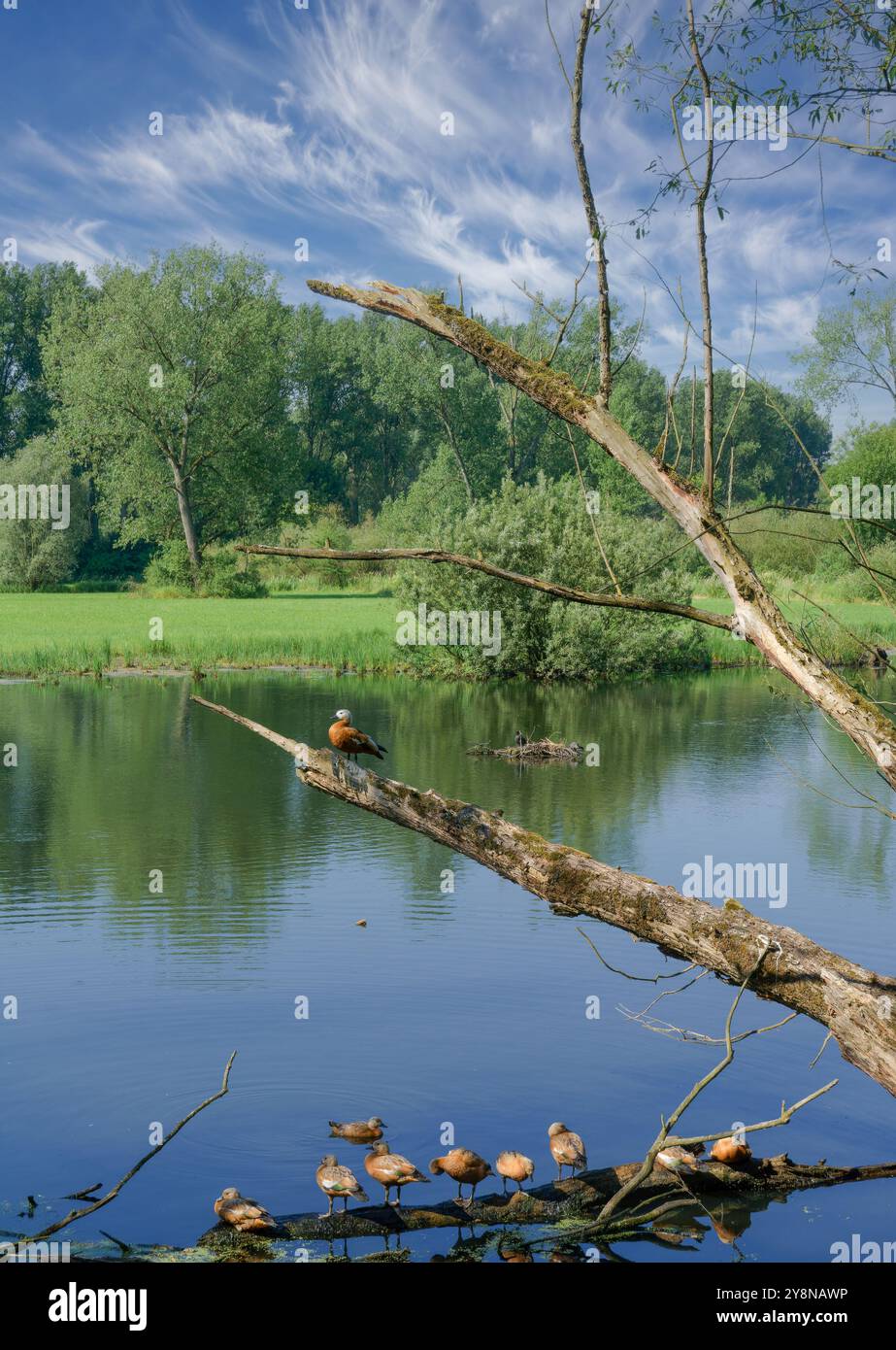 un gregge di riparo rudante. Tadorna ferruginea nello stagno della riserva naturale di Urdenbacher Kämpe,Reno Floodplain,Düsseldorf-Urdenbach;Germania Foto Stock