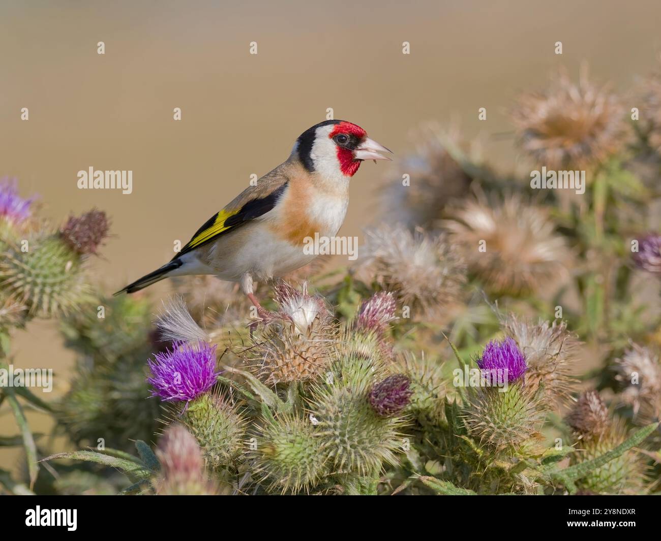 Goldfinch europeo (Carduelis carduelis) che si nutrono di semi di cardo. Foto Stock