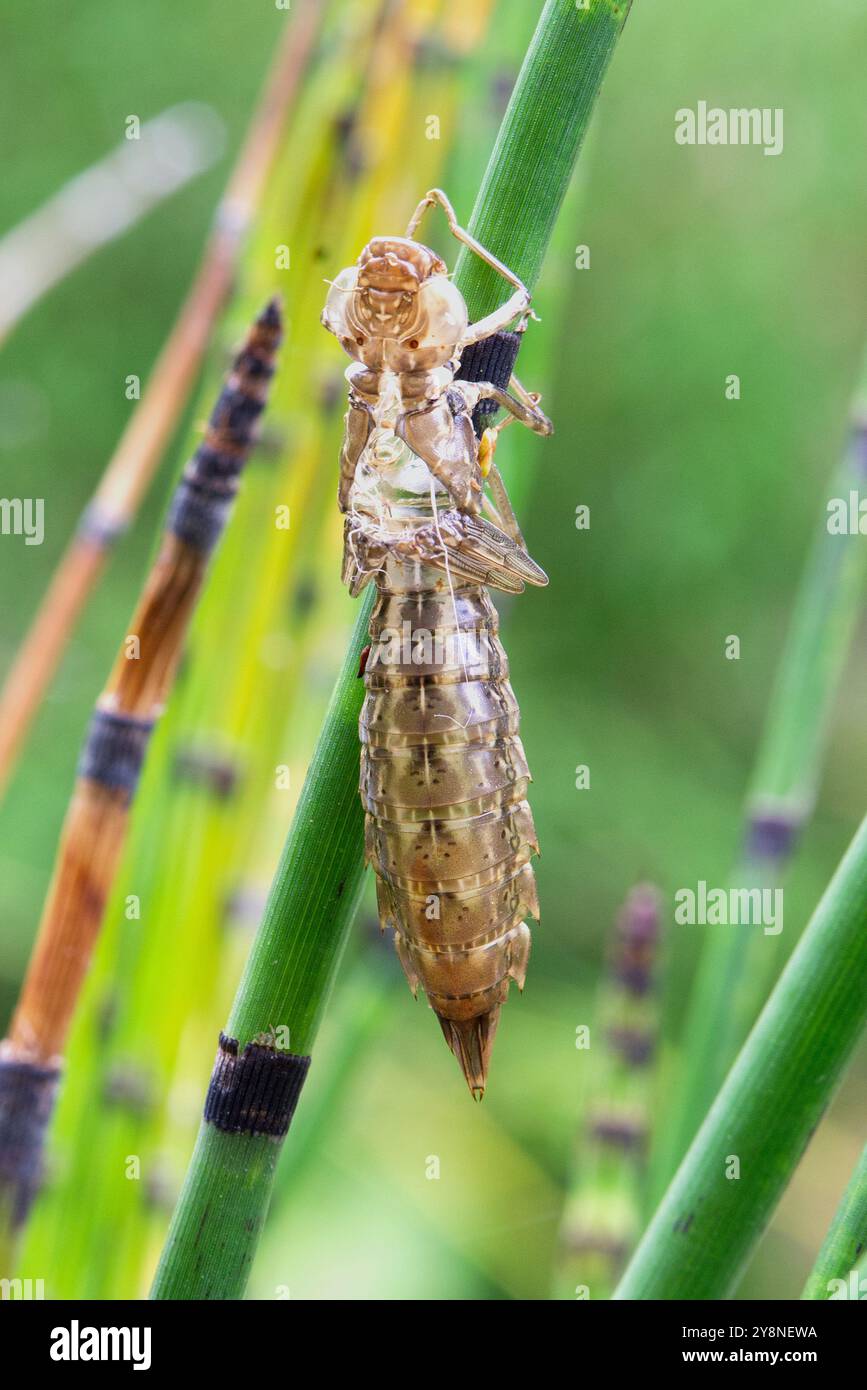 Un'exuviae di Dragonfly su un fusto di canne. Foto Stock