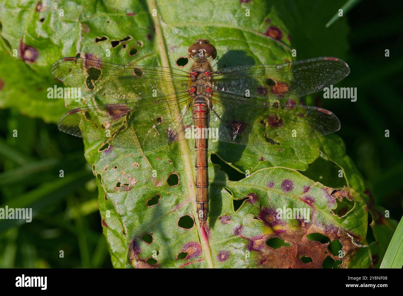 Una libellula Common Darter, su una foglia usurata Foto Stock