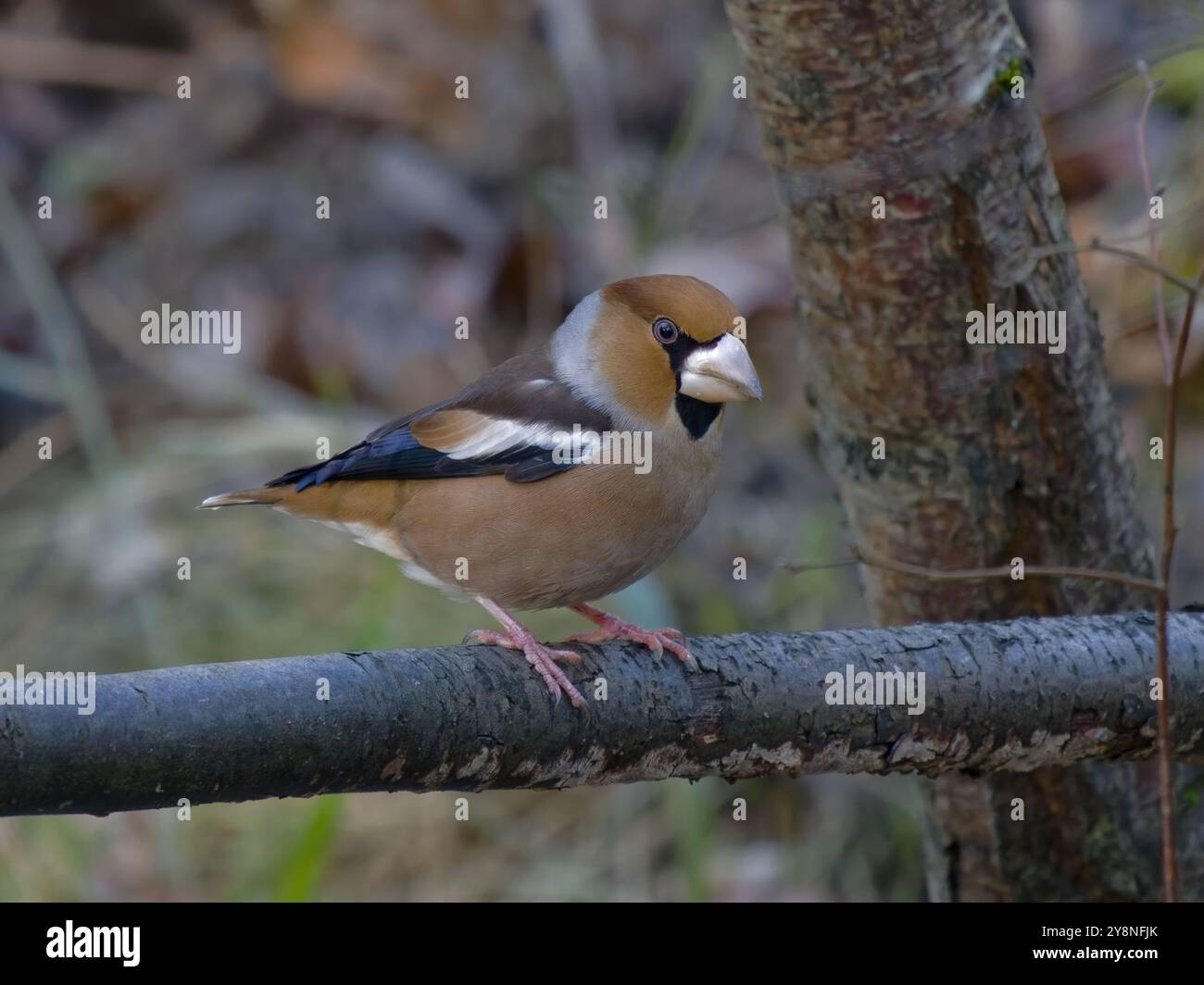Hawfinch maschio (Coccothraustes coccothraustes) arroccato in una piscina nella foresta di Dean. Foto Stock
