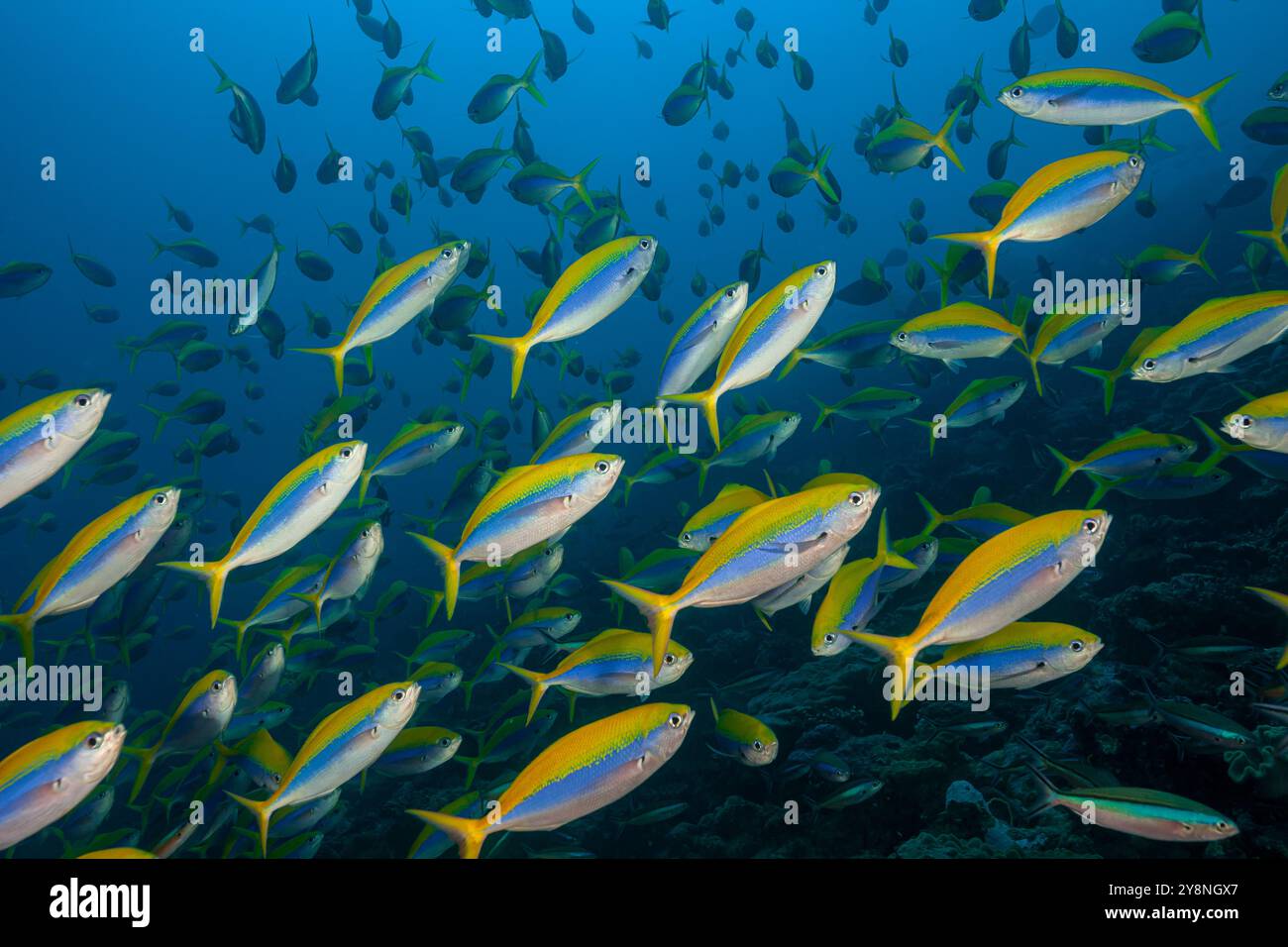 Maldive, Yellowback Fusilier (Caesio xanthonota) Foto Stock