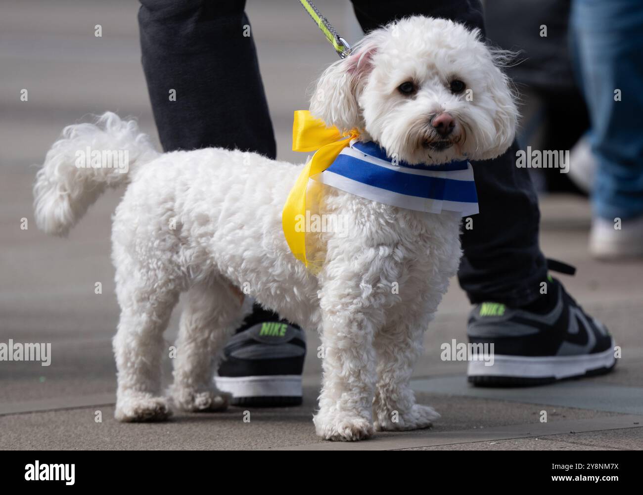 Manchester, Regno Unito. 6 ottobre 2024. Manchester è in piedi con Israel march e Rally. Il raduno che ha avuto inizio in Piazza Sant'Anna e poi ha attraversato il centro della città fino a Piazza San Pietro di fronte alla Biblioteca centrale. Una forte presenza della polizia, con la polizia armata, e anche la compagnia di sicurezza privata CST erano presenti. In piazza San Pietro, una donna solitaria sventolò una bandiera palestiana che fu interrogata da alcuni membri della folla pro Israele. Pro Israel March Manchester UK. Foto: Garyroberts/worldwidefeatures.com credito: GaryRobertsphotography/Alamy Live News Foto Stock