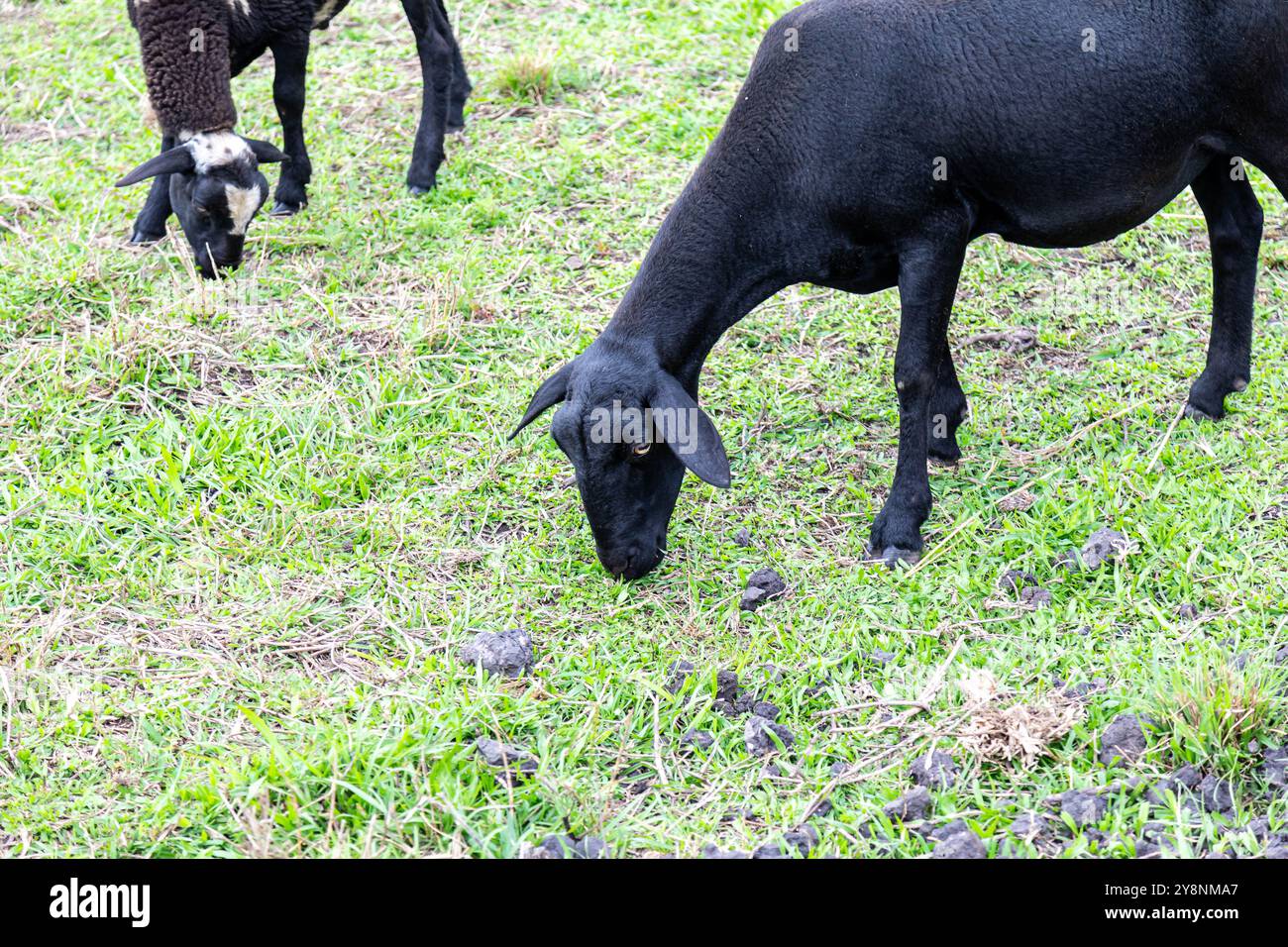 Pecora nera della famiglia che pascolano l'erba Foto Stock