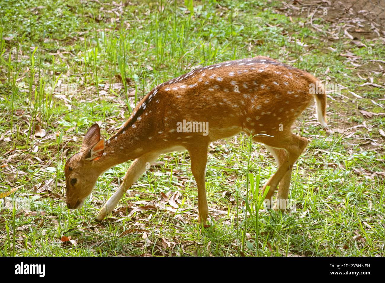 Un piccolo cervo pascolava in un prato verde. Un piccolo cervo in un giorno d'estate Foto Stock
