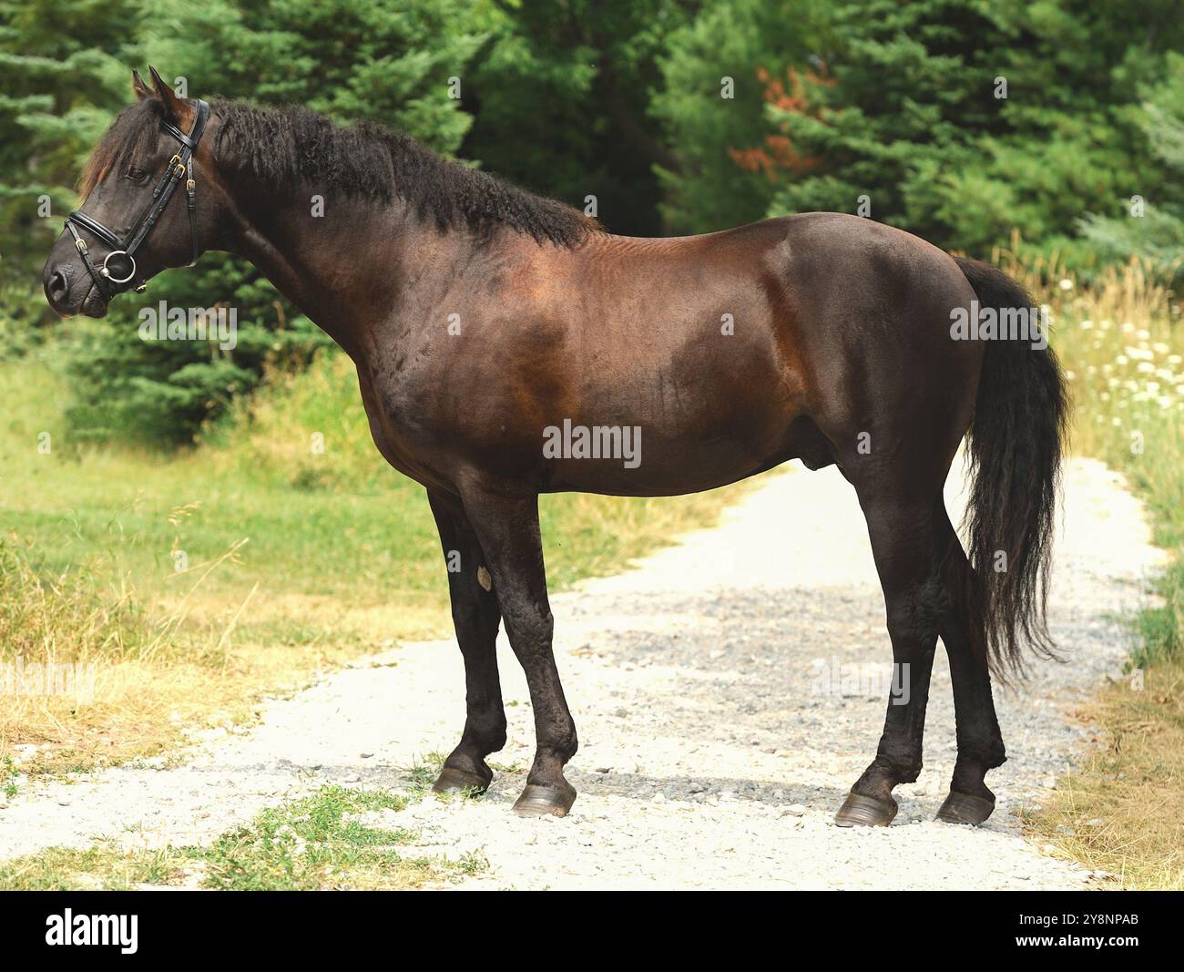 Colpo di conformazione dello stallone di cavallo riccio in piedi vista laterale dell'intero corpo di Bashkir Cavallo riccio muscoloso e maestoso criniere riccio e coda sulla strada gre Foto Stock