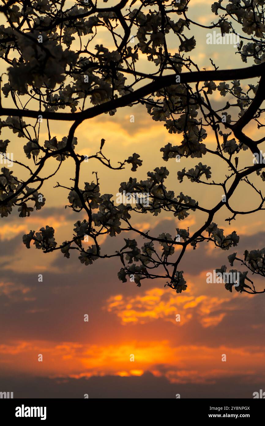 Goiania, Goias, Brasile – 4 ottobre 2024: Paesaggio del tardo pomeriggio, con un cielo arancione e i rami di un albero in fiore retroilluminato. Foto Stock