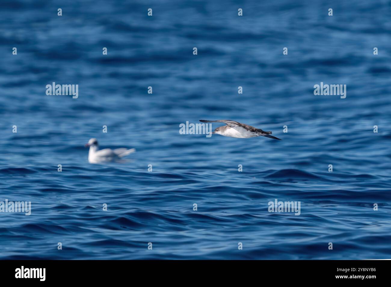 Un'immersione in acque di mare marino sullo sfondo. Turchia Foto Stock