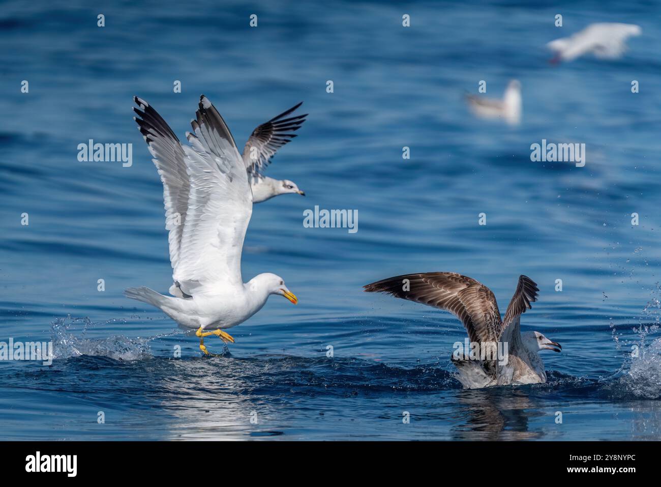 Gabbiani dalle zampe gialle che cacciano oltre il mare. Foto Stock