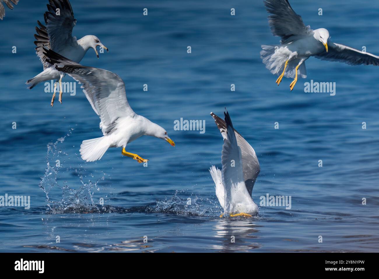 Gabbiani dalle zampe gialle che cacciano oltre il mare. Foto Stock