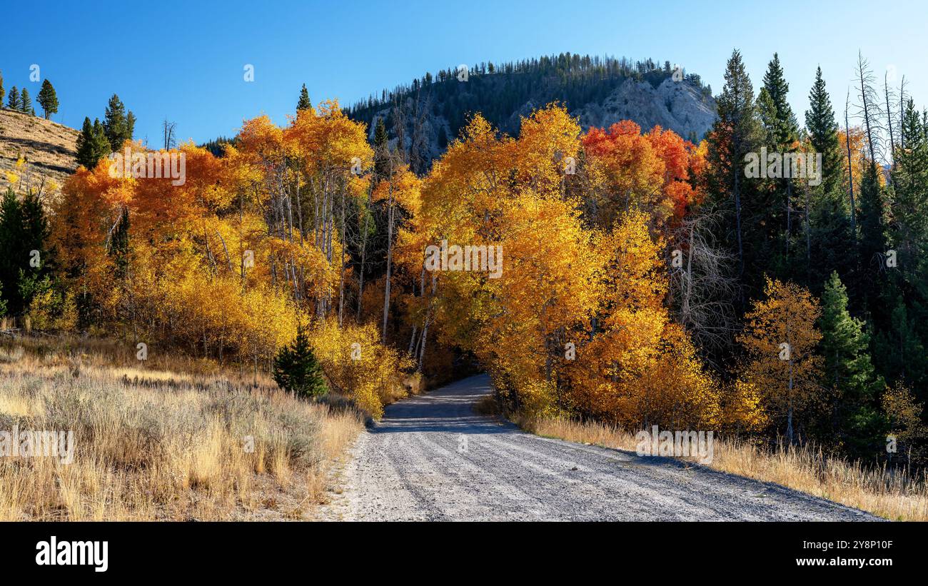 Gli alberi di pioppo in autunno con una strada sterrata Foto Stock