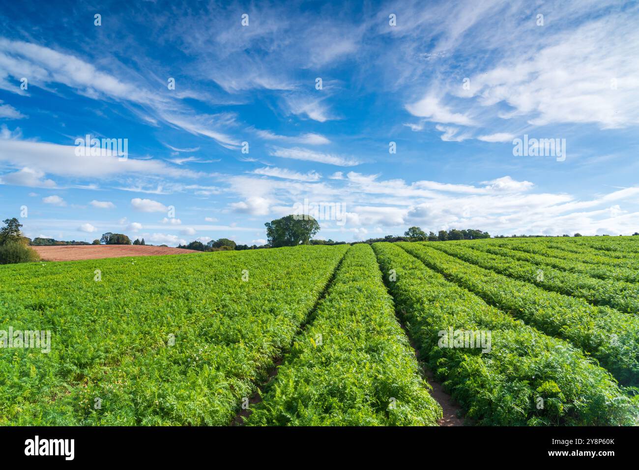 Carote che crescono in un campo nello Staffordshire nel Regno Unito, paesaggio rurale in orientamento paesaggio Foto Stock