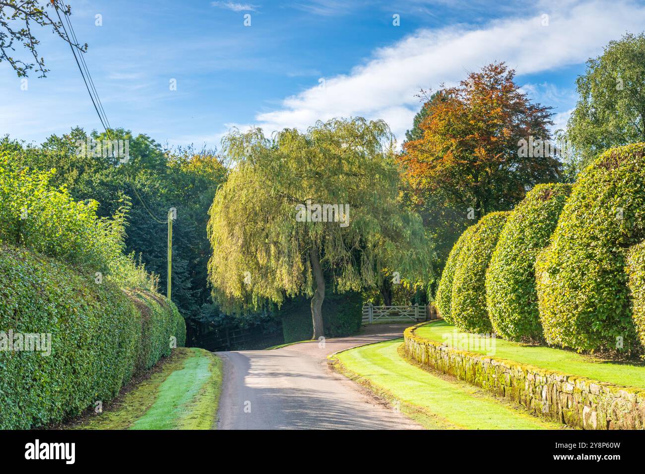 Tranquillo vicolo di campagna del Regno Unito con alberi, paesaggio idilliaco Foto Stock