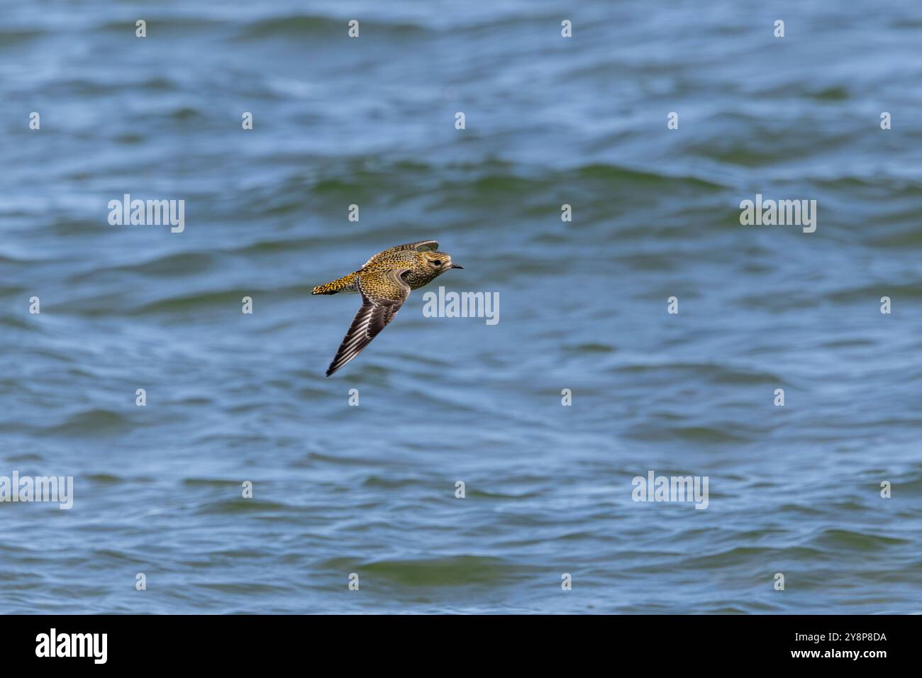 Un plover d'oro europeo (Pluvialis apricaria) in volo Foto Stock